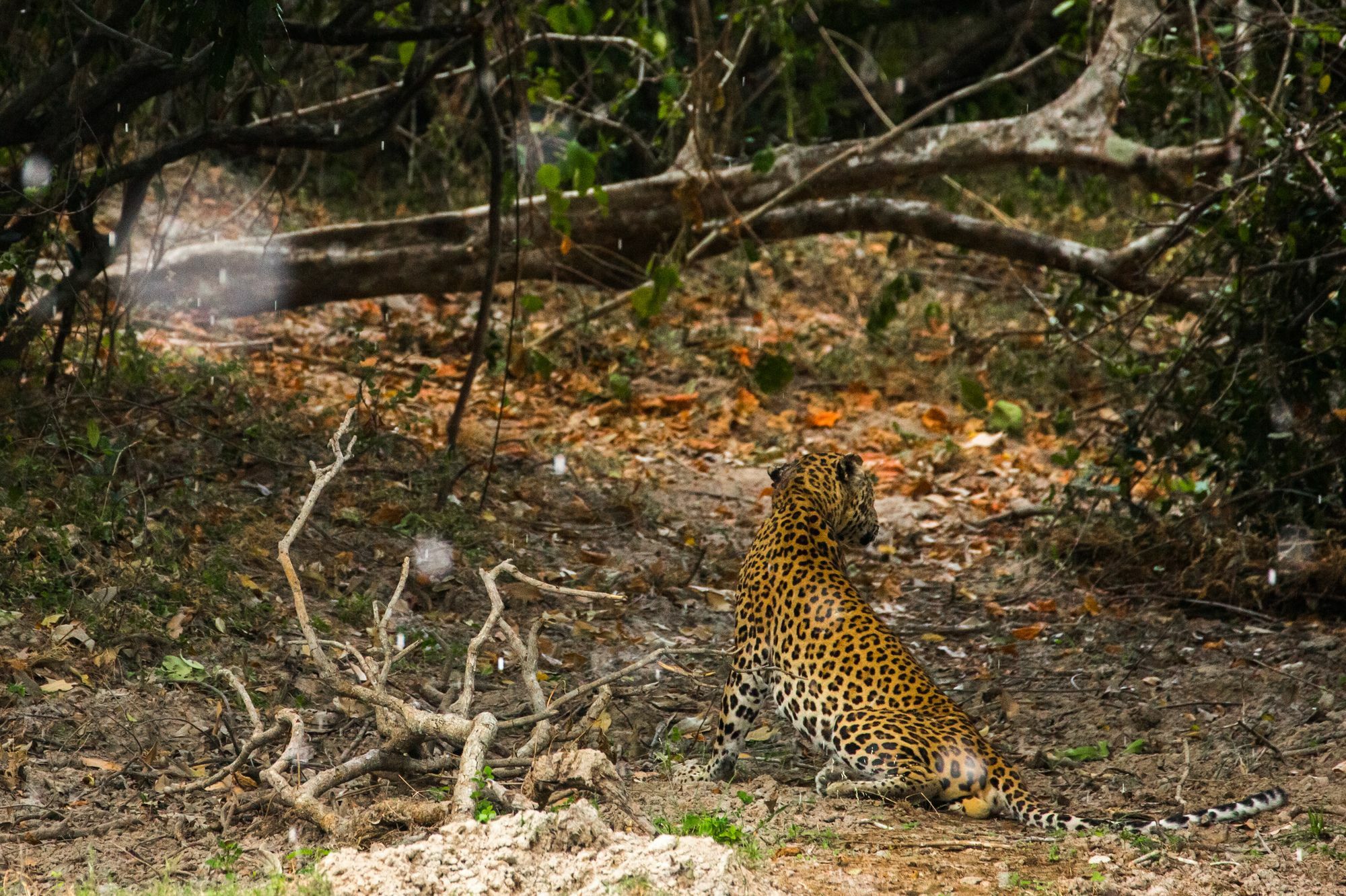 The Spice Trail Hotel Arugam Bay Bagian luar foto